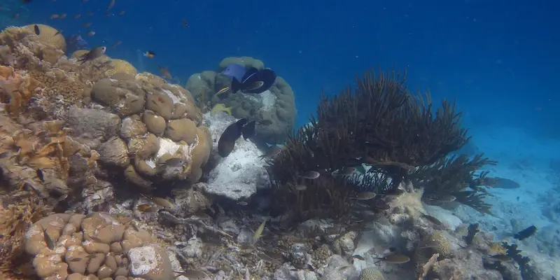 bonaire 1600 400 90
